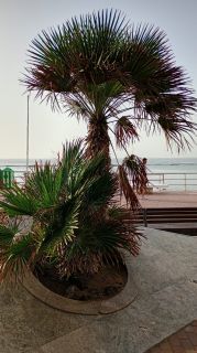 GC-Paseo Las Canteras (Las Palmas) 2026-108.jpg